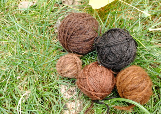 Yarn naturally dyed with mushroom Pisolithus tinctorius