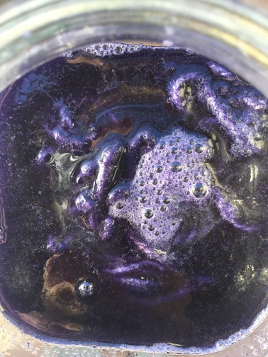 Black Bean purple dye 